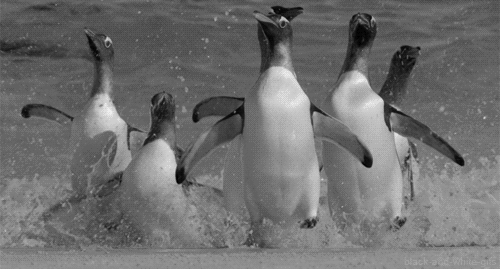 on the road to lisboa Penguins-running