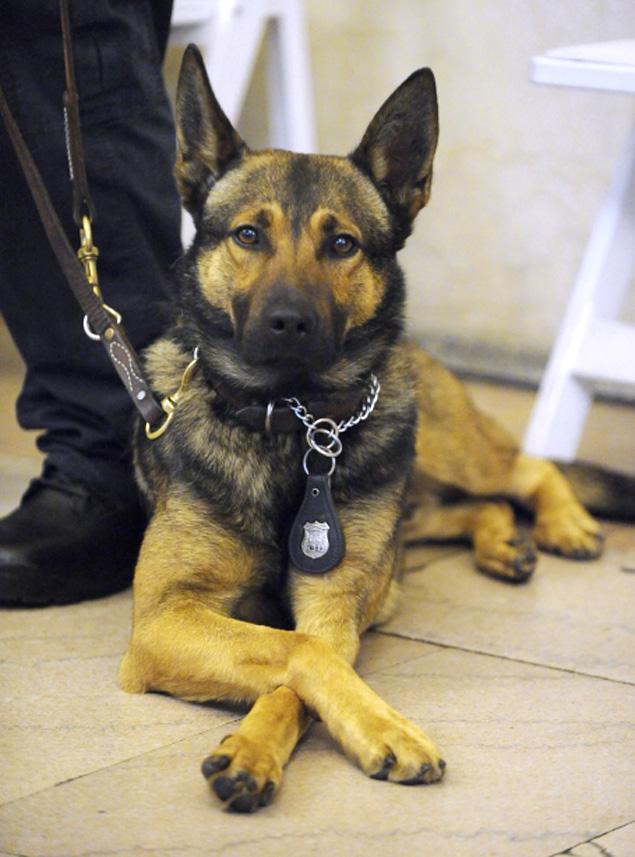 K9 police dog graduation - Glen
