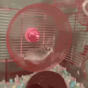 [Image: funny-gif-hamster-playing-wheel.gif]
