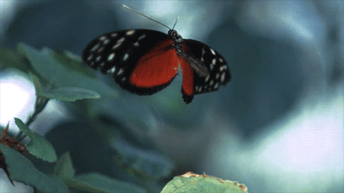 مجموعه من الصور المتحركة - صفحة 83 Butterfly-gif