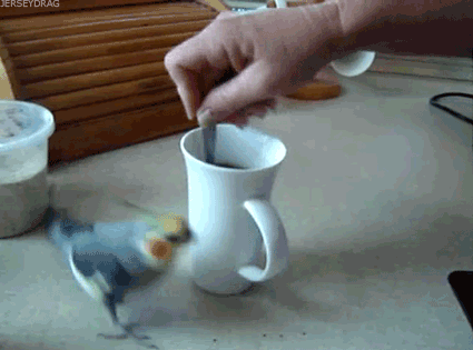 funny, laugh, coffee, bird running, gif