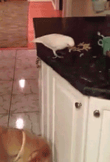 Bird-feeding-dog-GIF