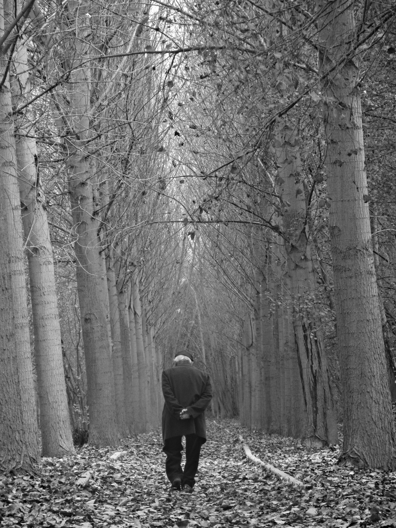 black and white photography, trees, woods, quotes, 