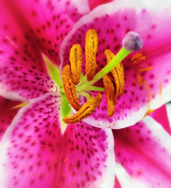 flower, petal, iphone, picture, photography, pink