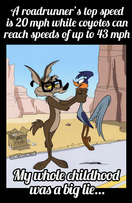 warner brothers, funny, cartoon, children, childhood, memories, wile e. coyote, the roadrunner, the Coyote