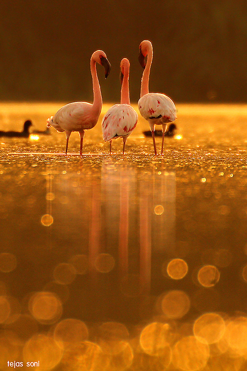 Lesser Flamingo by Tejas Soni