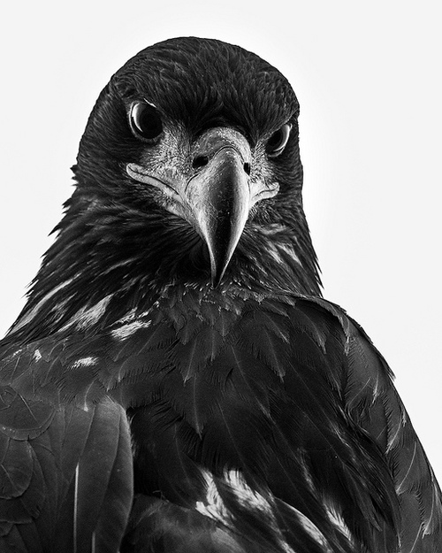 bird, photography,bald eagle, eagle,,black and white