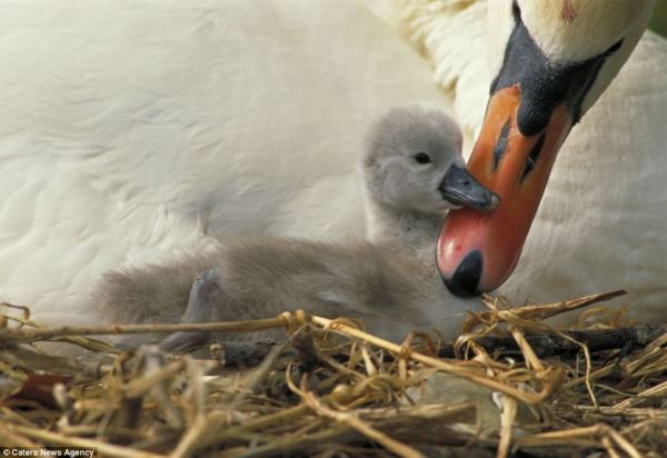 mute swan with baby