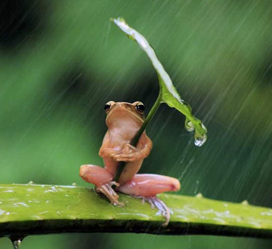 Dealing with Rainy Weather - Frog