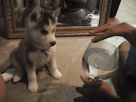 gif,cute,puppy,wine glass