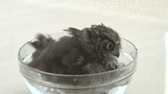 adorable_baby_owl_takes_a_bath_03