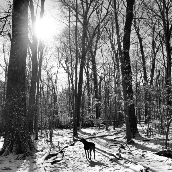 photography,black and white,dog,trail,Connecticut,