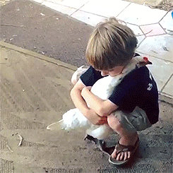 hug-chicken-cute-2-gif