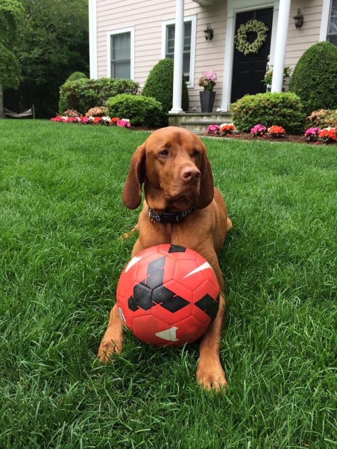 world cup,dog,cute,vizsla