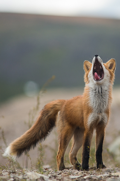 fox-howl