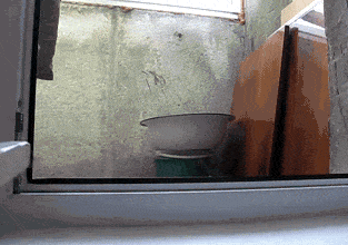 funny-gif-cat-slowly-showing-window