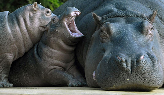 hippopotamus 