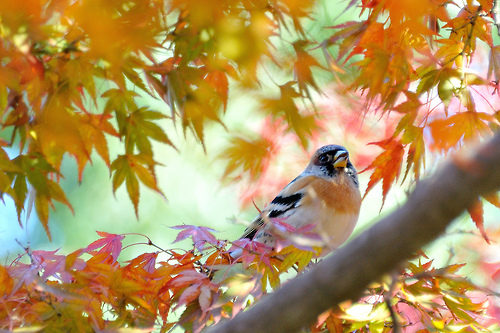 If I were a bird I would fly about the earth seeking the successive autumns  | Live &amp; Learn