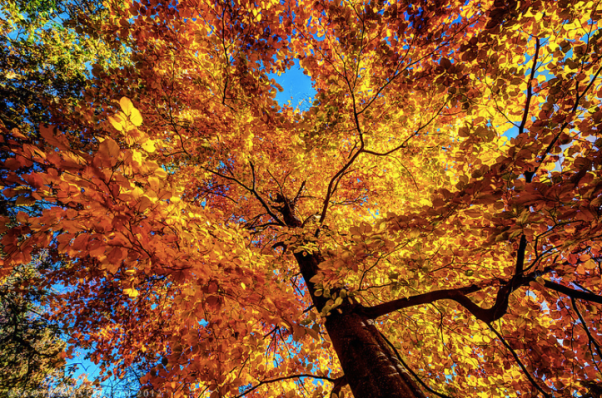 fall-autumn-tree-color