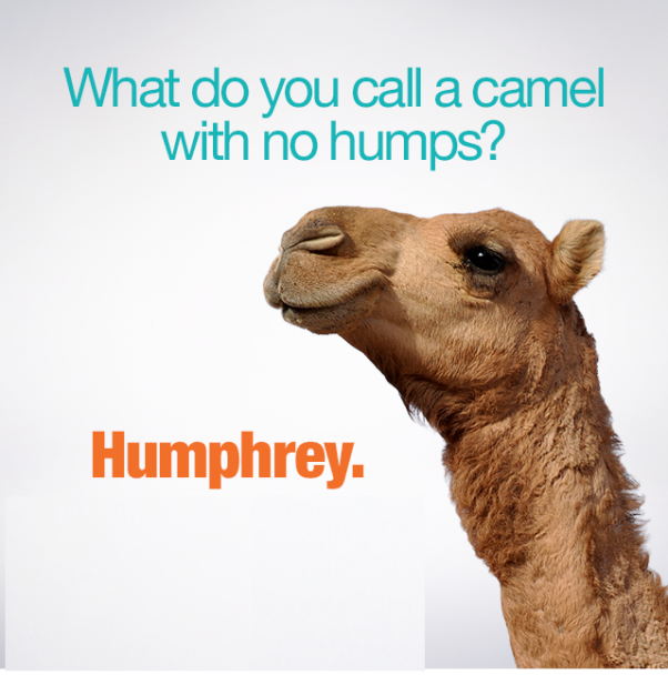 camel-caleb-wednesday-funny-hump-day-1.png