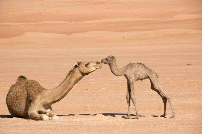 camel-calf-hump-day-adorable