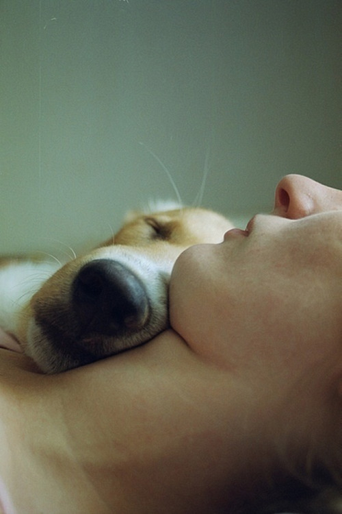 dog-pet-cute-adorable-sleep-rest