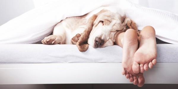 Dog sleeping in bed alongside master's feet