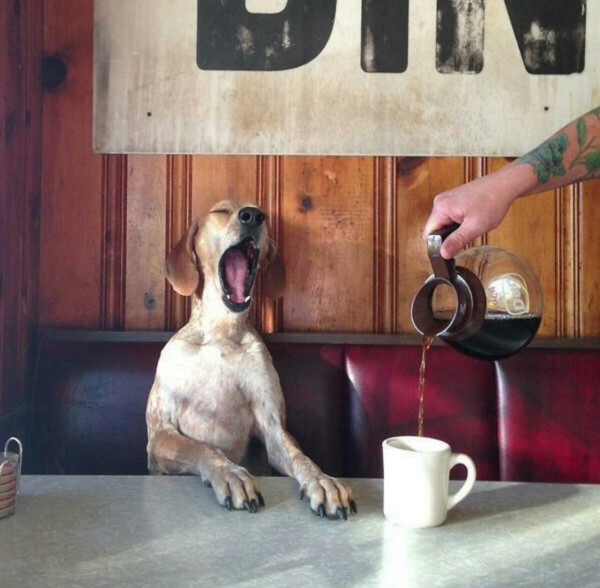 monday-morning-coffee-dog-pet-cute
