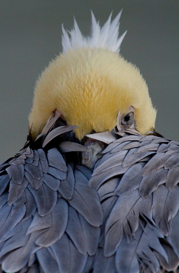 bird-peek-a-boo