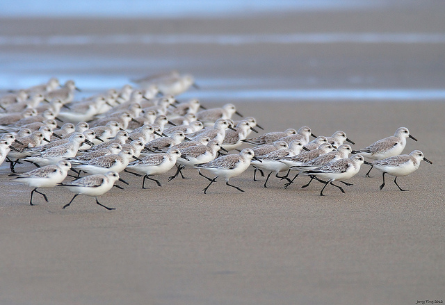 sanderlings-birds-beach