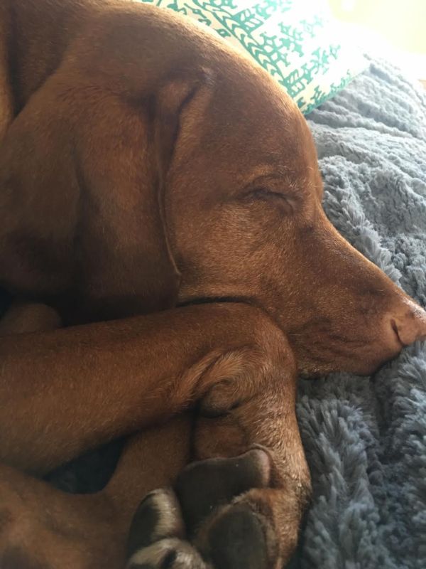 zeke-vizsla-sleeping-dog-pet-adorable