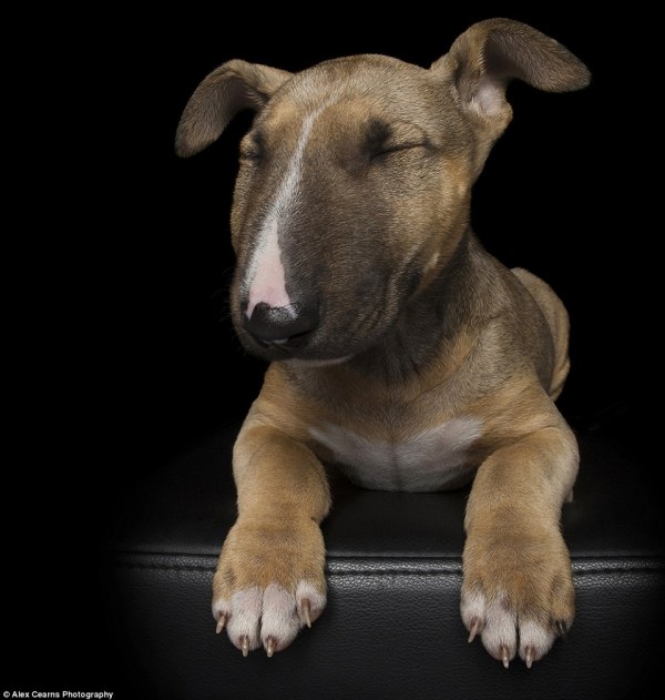 english bull terrier,pup,puppy