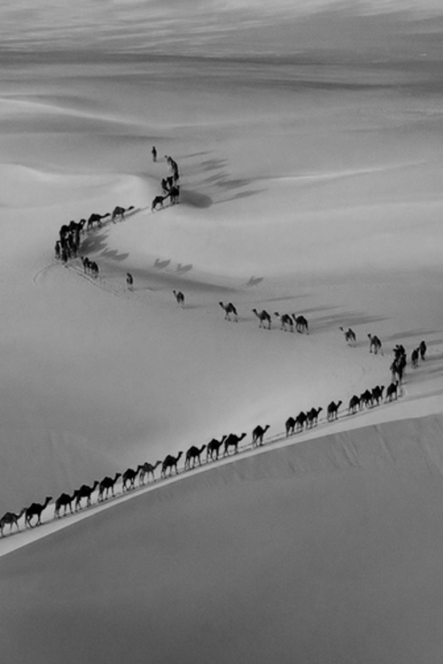 camels-hump-day-wednesday-black-and-white