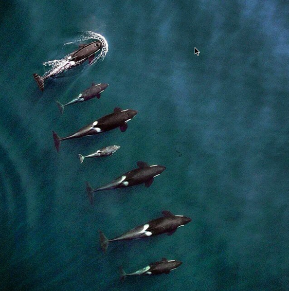 orca-killer-whale-pod-drone