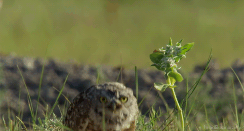 burrowing-owl-gif