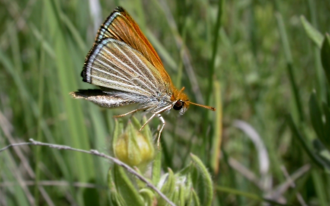 skipperling-butterfly-extinction