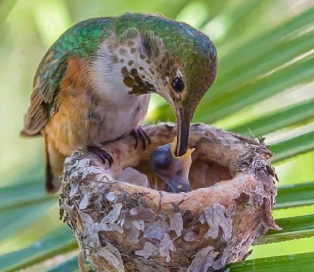 bird-feed-cute-nest-breakfast