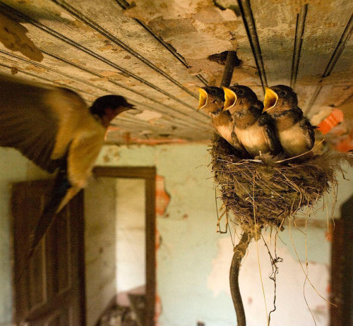 birds-swallow-feeding-nest