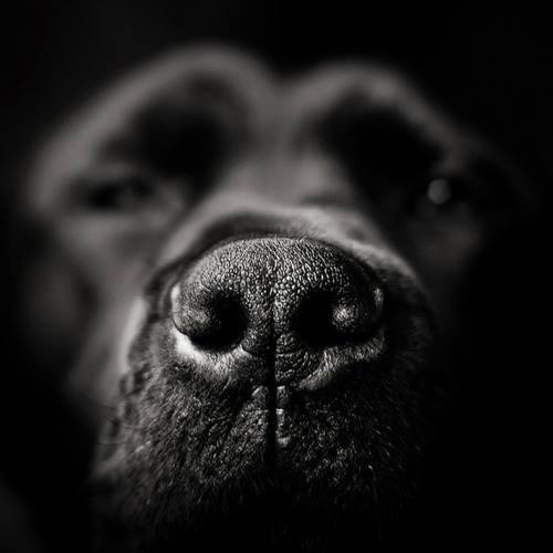 dog-noise-close-up