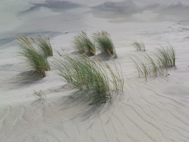 beach-summer-weekend-breeze-grass-sand-dunes