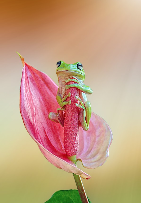 tree-frog-funny-cute-tgif-t-g-i-f