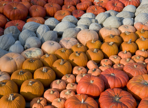 pumpkins-halloween