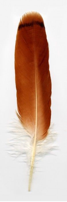 red-tailed-hawk-feather