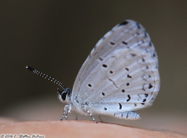 azure-butterfly-hand