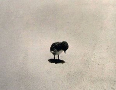bird-focus-look-down