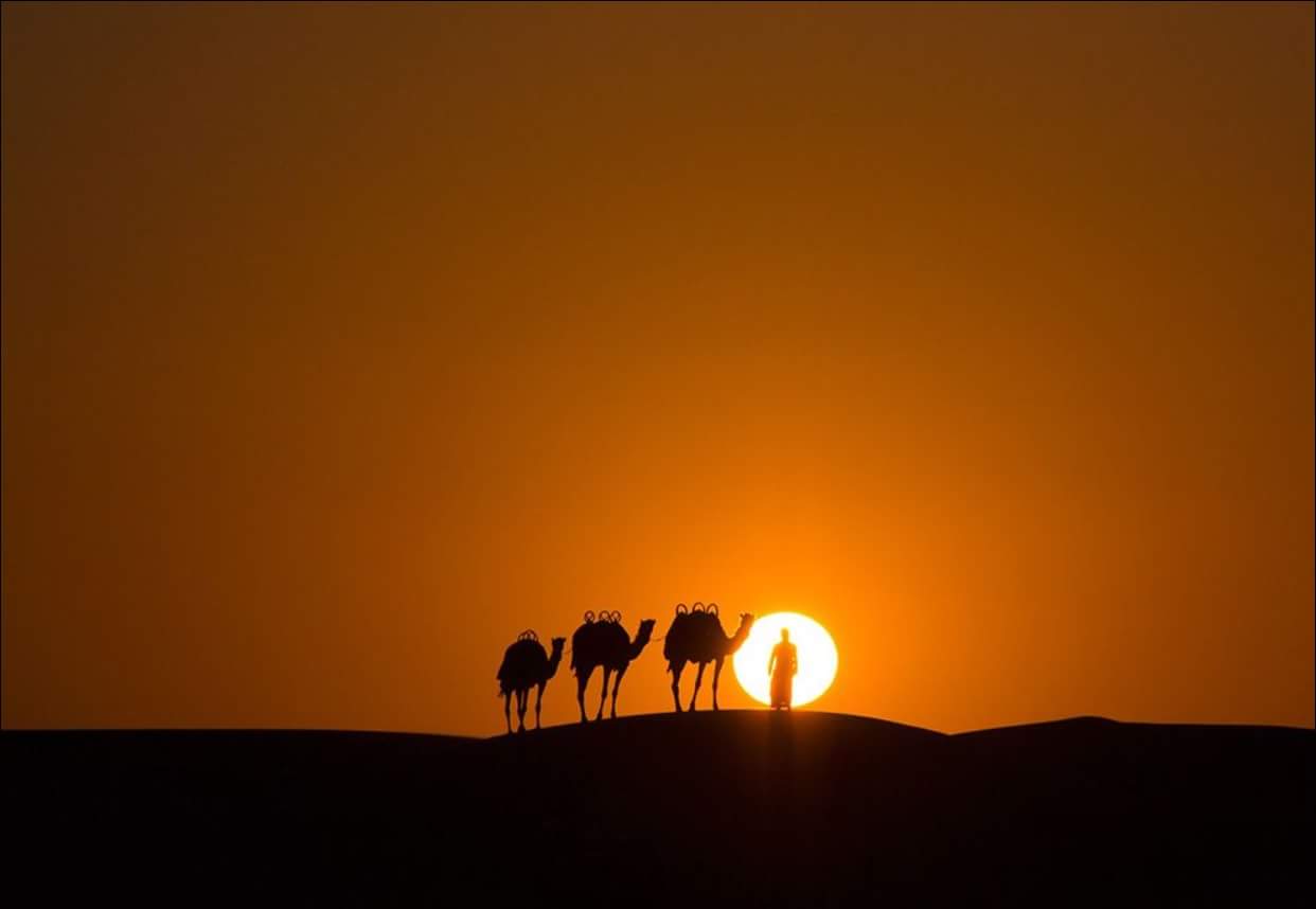 camel-sunset