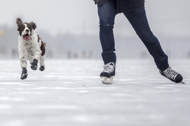 skating-ice-dog