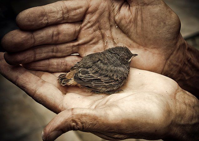 bird-in-hand