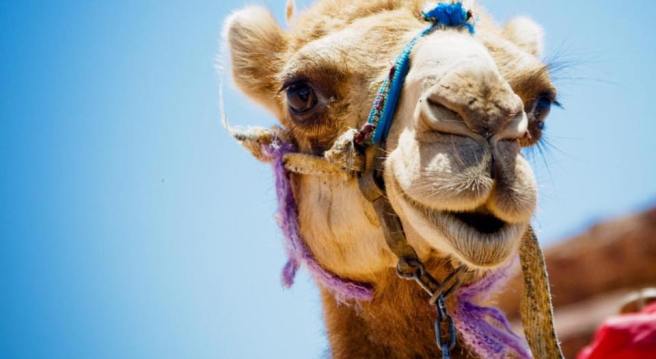 camel-wednesday-hump-day