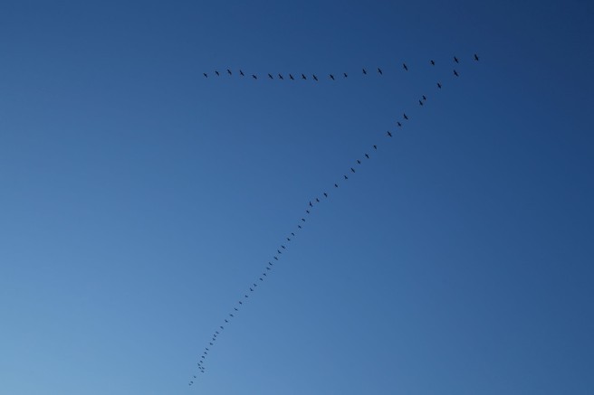 sky-blue-birds